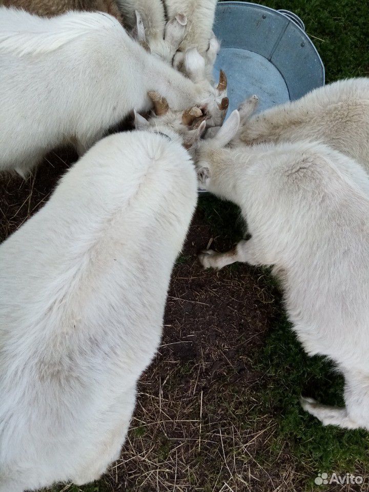 Козлята от зааненские коз возраст 4 месяца купить на Зозу.ру - фотография № 1