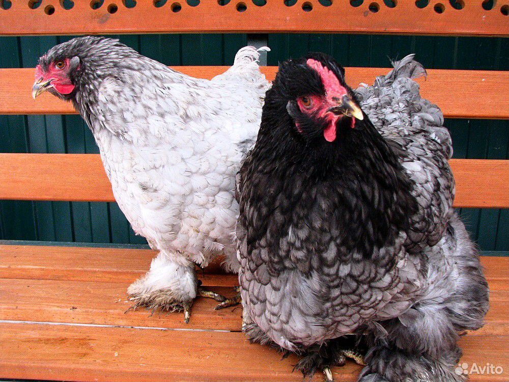 Продаю породистых цыплят купить на Зозу.ру - фотография № 2