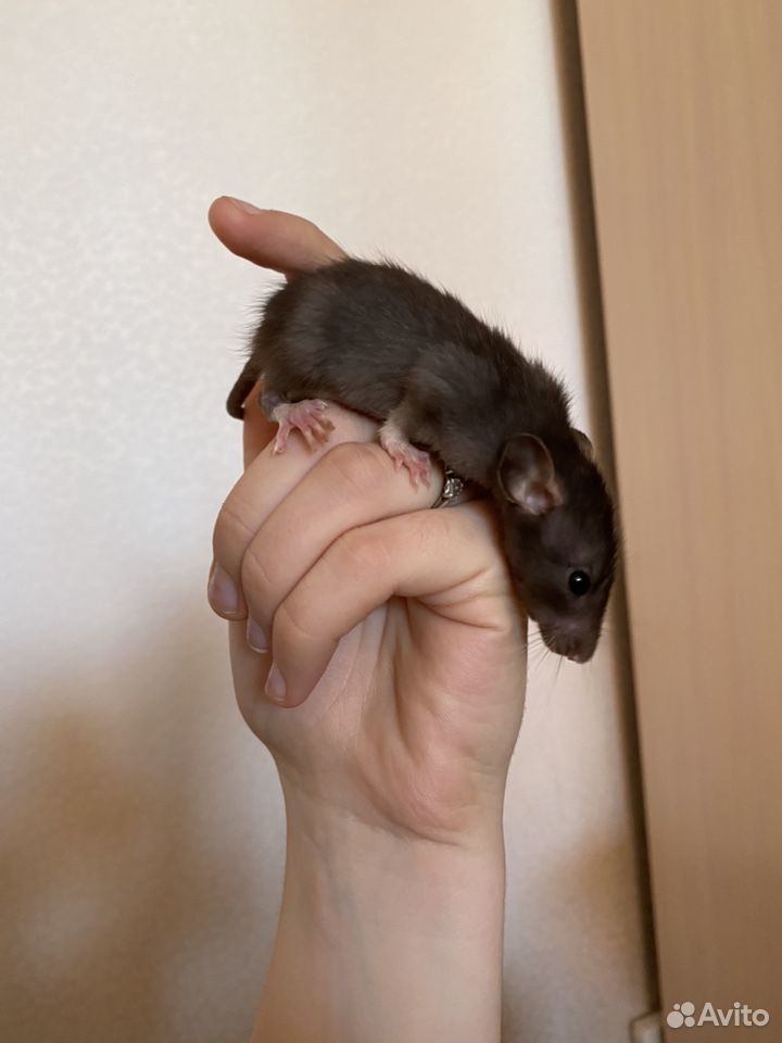 Крыса купить на Зозу.ру - фотография № 4