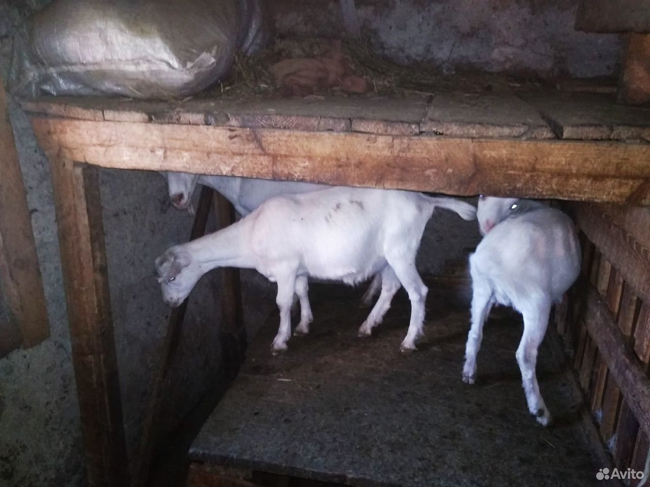 Продам алтайскую дойную козу купить на Зозу.ру - фотография № 1