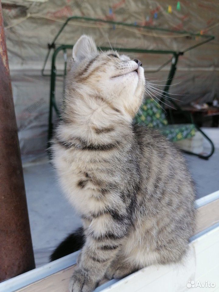 Котики от Шотландской кошки, 3 месяца, к лотку при купить на Зозу.ру - фотография № 8