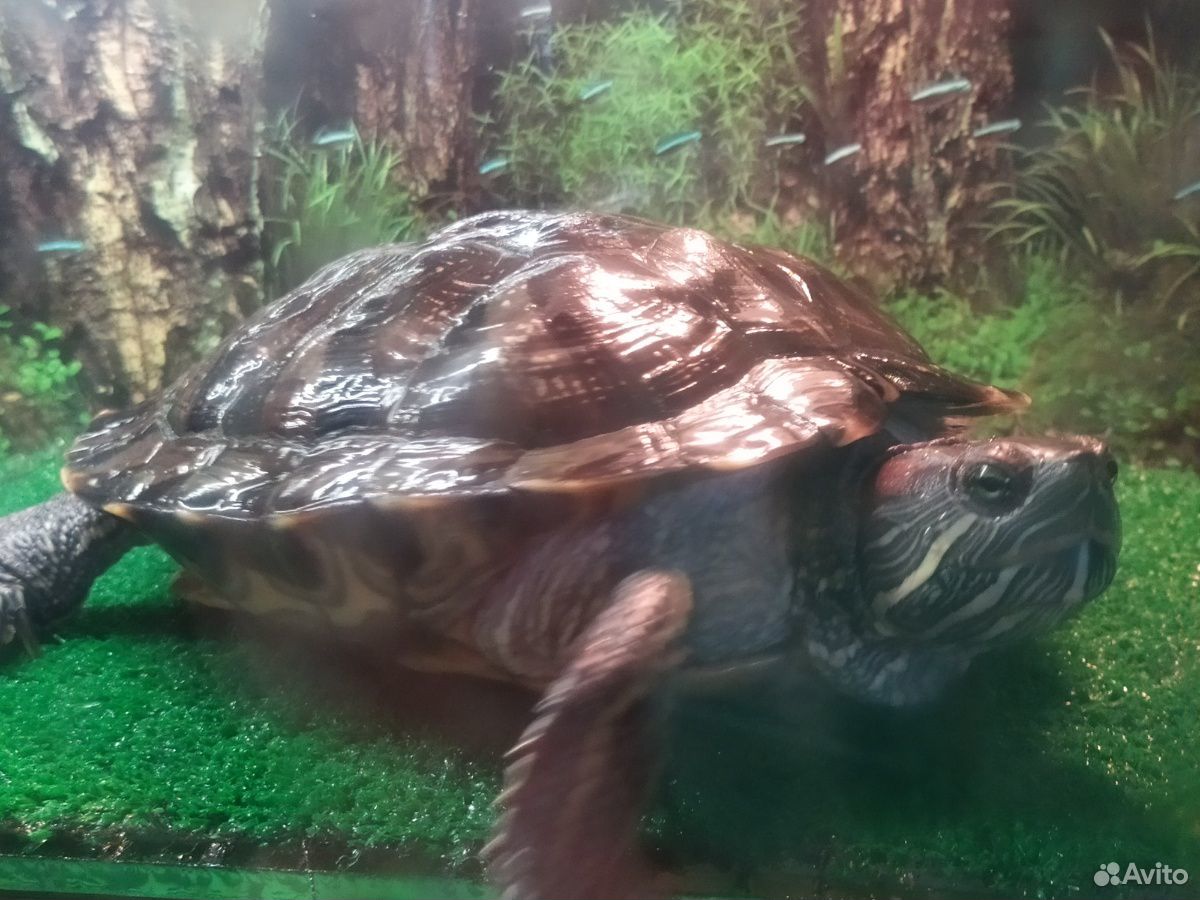Черепаха красноухая (бесплатно) купить на Зозу.ру - фотография № 2