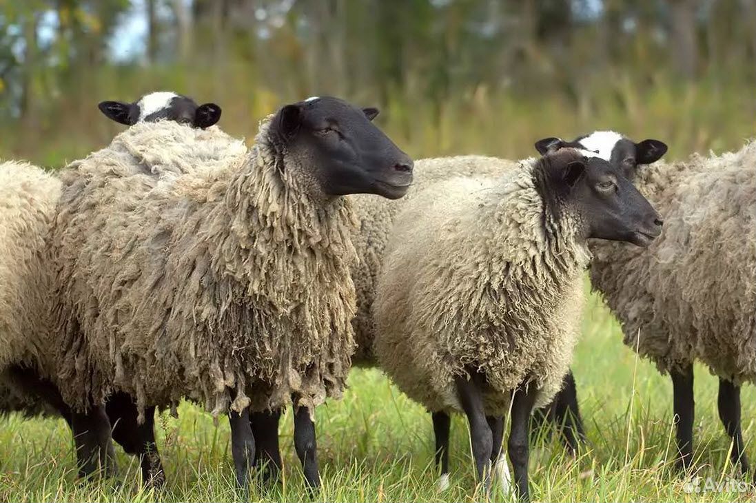 Овцы, баран романовской породы купить на Зозу.ру - фотография № 1