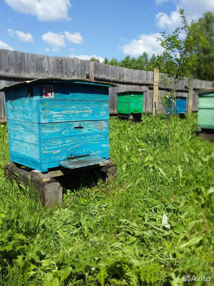 Пчелы с ульями и магазинами купить на Зозу.ру - фотография № 1