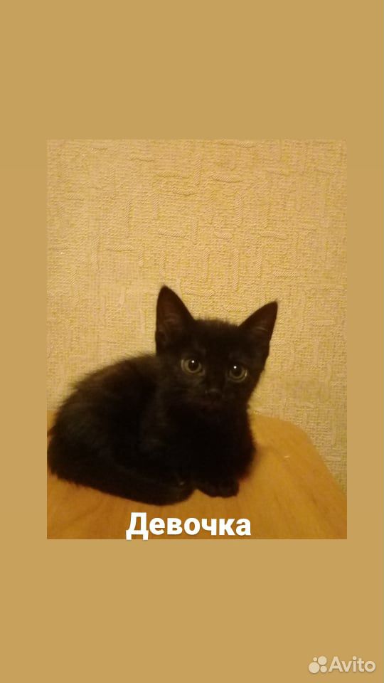Отдаю котят купить на Зозу.ру - фотография № 2