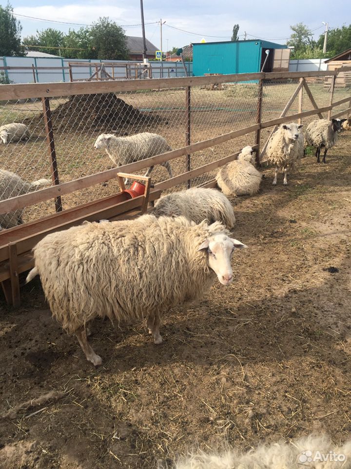 Овца купить на Зозу.ру - фотография № 2
