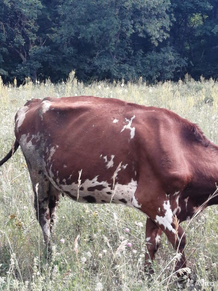 Коровы и бычки купить на Зозу.ру - фотография № 4