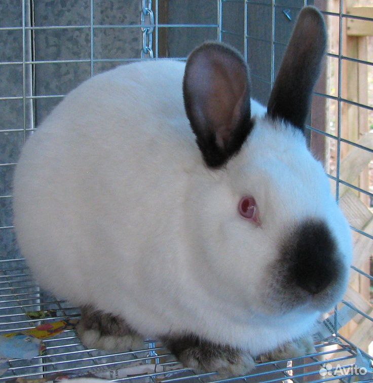 Кролики.Самки калифорнийской породы купить на Зозу.ру - фотография № 1