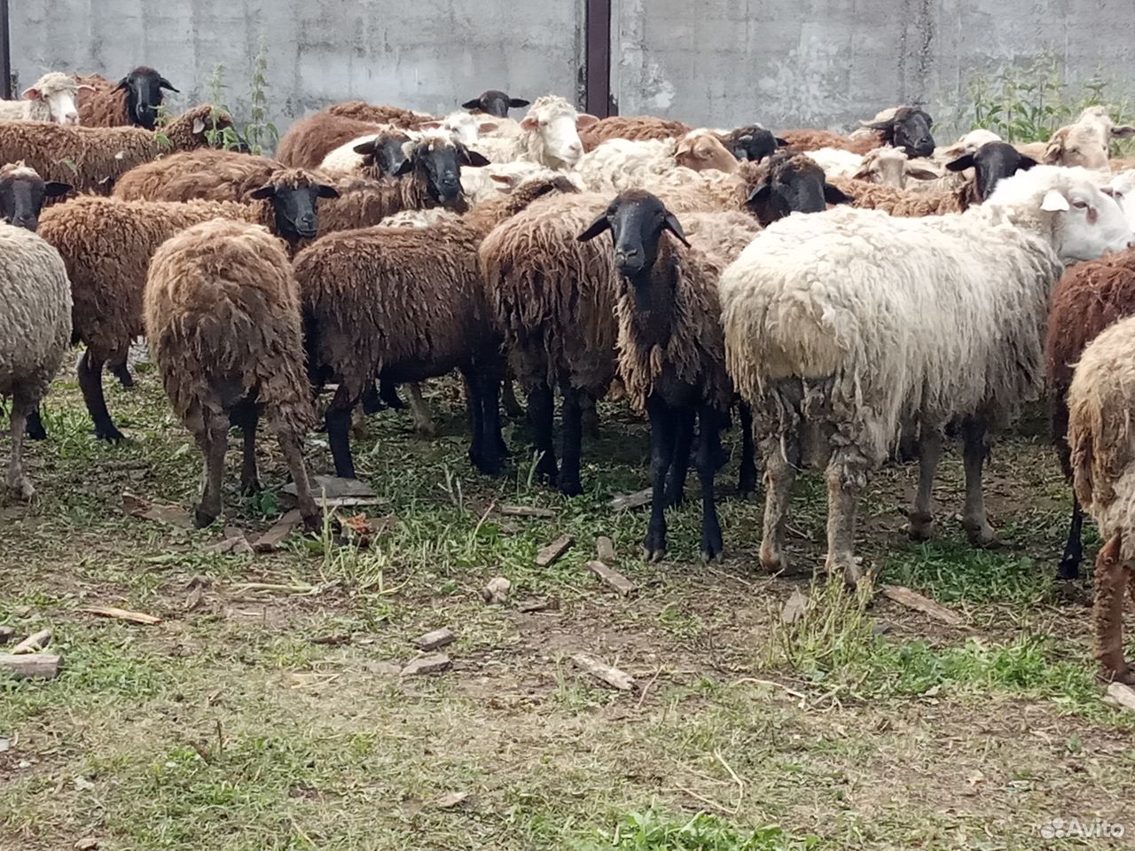 Овцы Бараны купить на Зозу.ру - фотография № 1