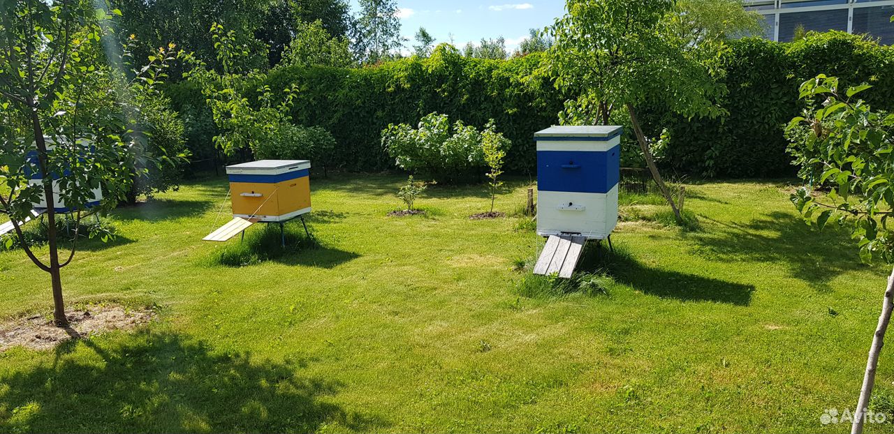 Улья с пчелами купить на Зозу.ру - фотография № 3