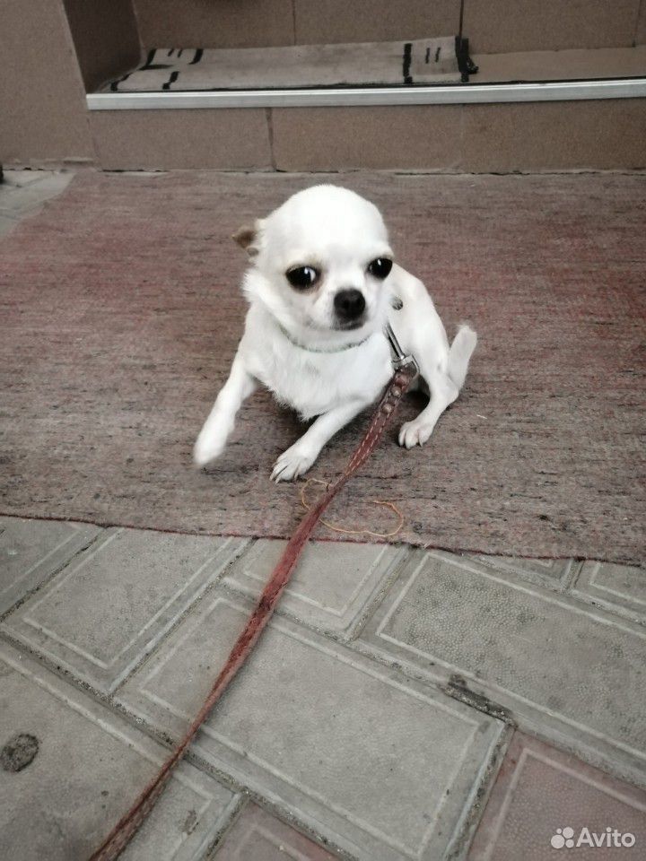 Собака чихуахуа купить на Зозу.ру - фотография № 7