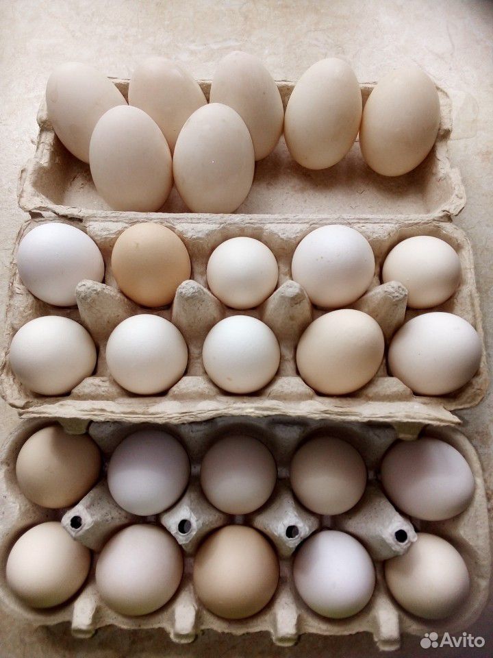 Продаются яйца куриные купить на Зозу.ру - фотография № 1