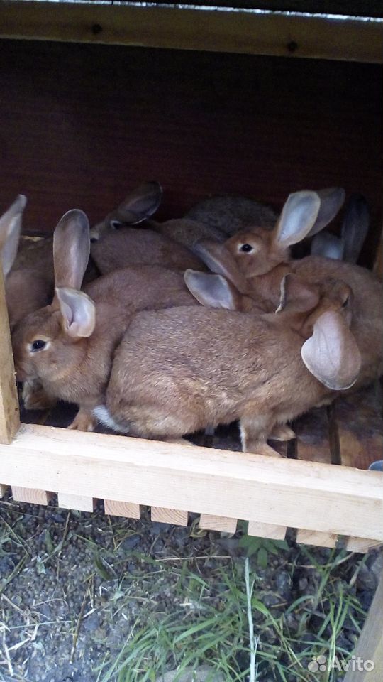 Кролики на племя купить на Зозу.ру - фотография № 7