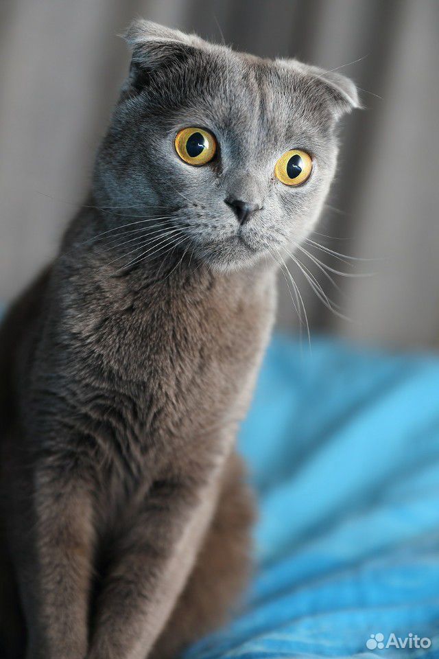 Британская кошечка ищет прямоухого британского кот купить на Зозу.ру - фотография № 1