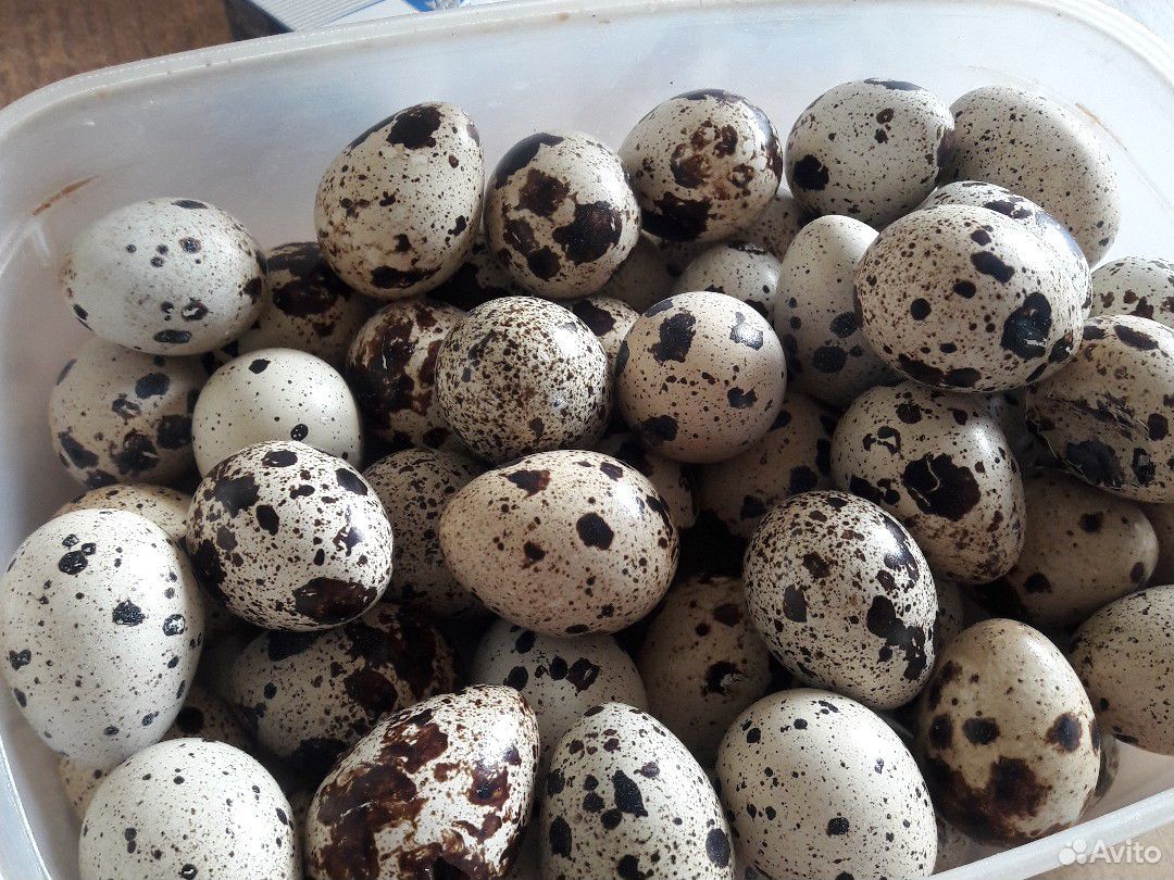 Яйца перепелиные крупные купить на Зозу.ру - фотография № 1