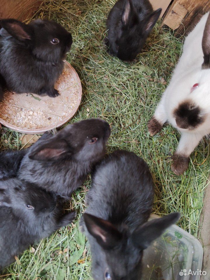 Кролики 2 месяца купить на Зозу.ру - фотография № 1