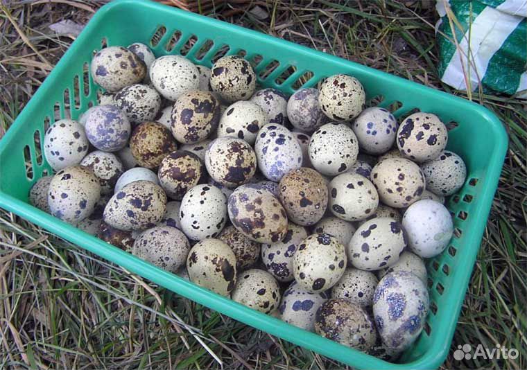 Инкубационное перепелиное яйцо.Перепелки купить на Зозу.ру - фотография № 2