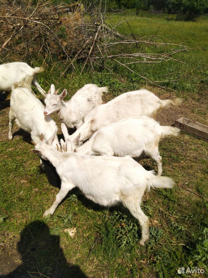 Дойные козы, Племенной козел, козлята купить на Зозу.ру - фотография № 8