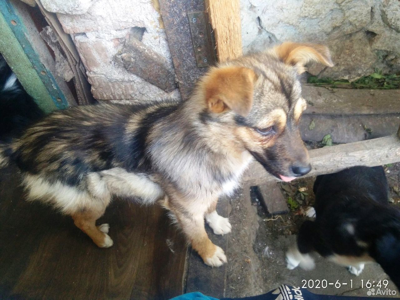 Ищет самую добрую семью маленькая собачка-инвалид купить на Зозу.ру - фотография № 5