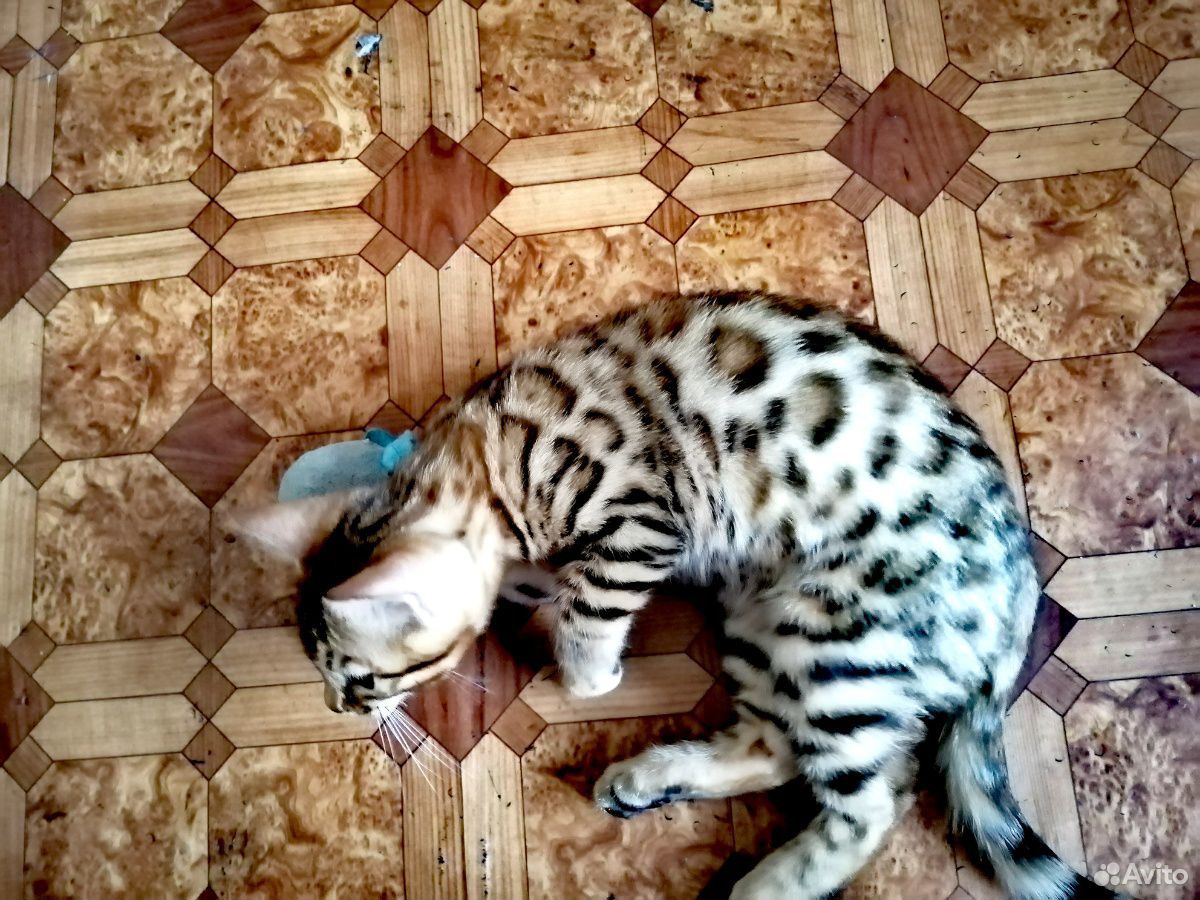 Бенгальский котенок купить на Зозу.ру - фотография № 4