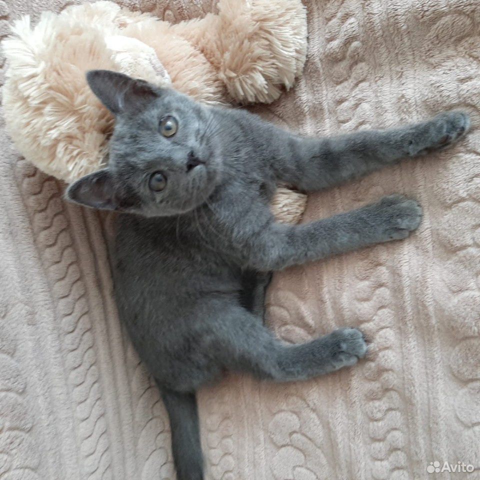 Котенок кошечка купить на Зозу.ру - фотография № 2