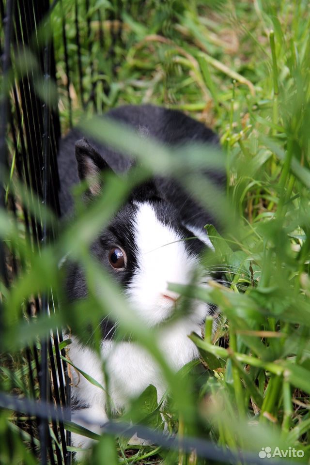 Карликовый кролик купить на Зозу.ру - фотография № 3