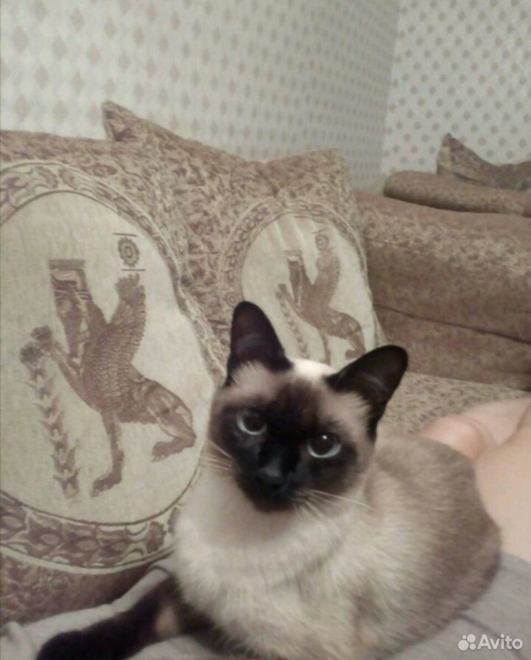 Тайская Кошка Купить