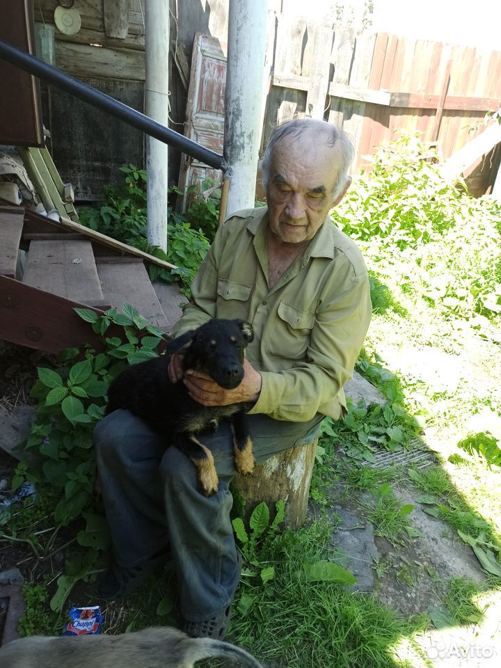 Очаровательный щенок ищет доброго хозяина купить на Зозу.ру - фотография № 2