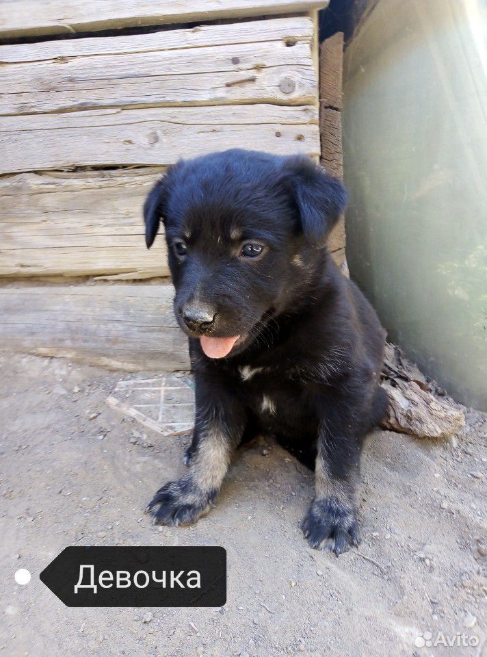 Собака для двора купить на Зозу.ру - фотография № 3