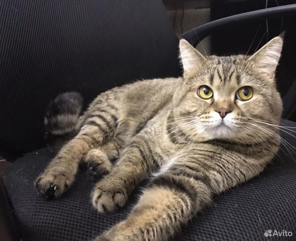 Кот для вязки шотландский вислоухий челябинск. Кремовый вислоухий шотландец. Авито вязка. Британская золотая шиншилла серая. Авито вязка.