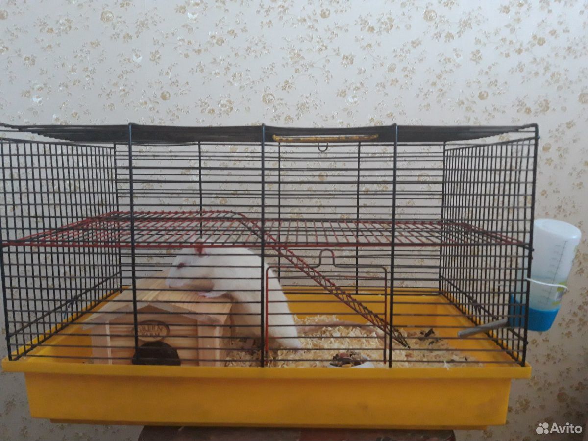 Продаётся крыса с клеткой купить на Зозу.ру - фотография № 3