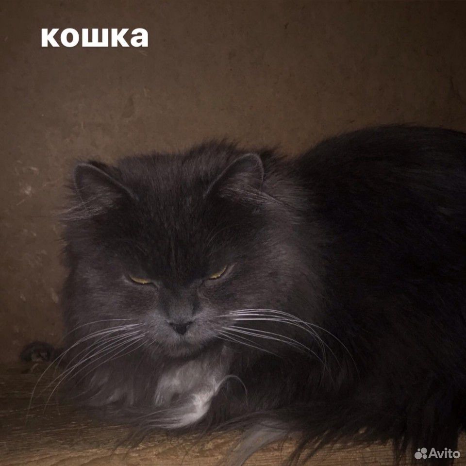 Активная кошка для ловли мышей купить на Зозу.ру - фотография № 1
