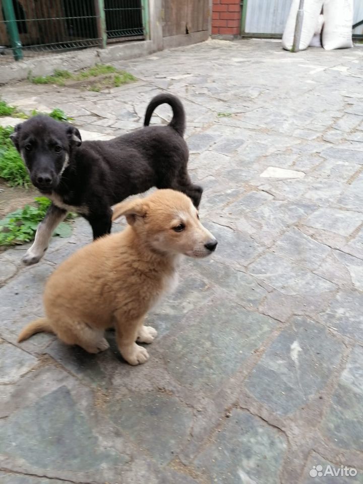 Много разных щеночков ищут хозяев купить на Зозу.ру - фотография № 2