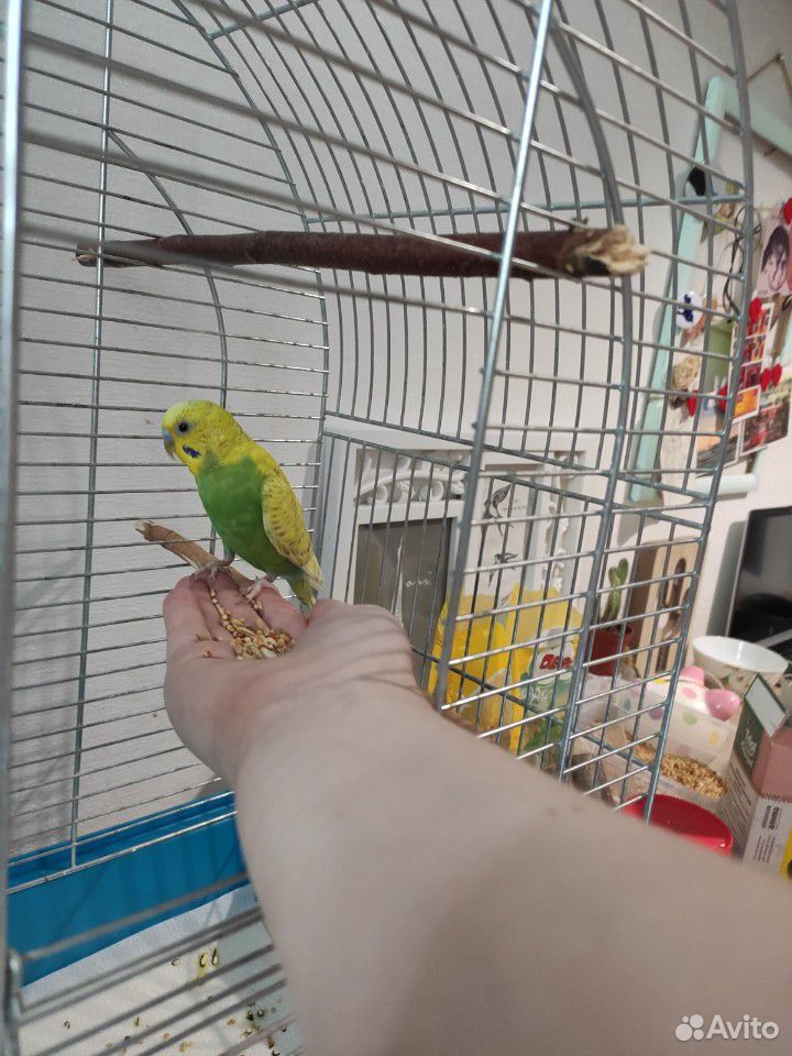 Волнистый ручной попугай со всеми вещами купить на Зозу.ру - фотография № 4