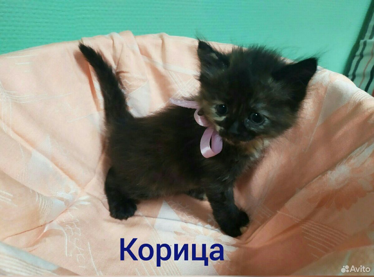 Прекрасные котята в добрые руки купить на Зозу.ру - фотография № 3