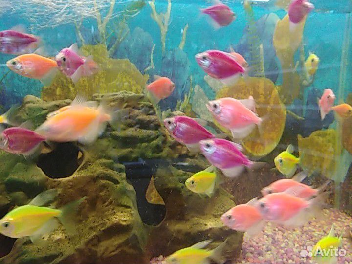 Рыбки аквариумные купить на Зозу.ру - фотография № 4