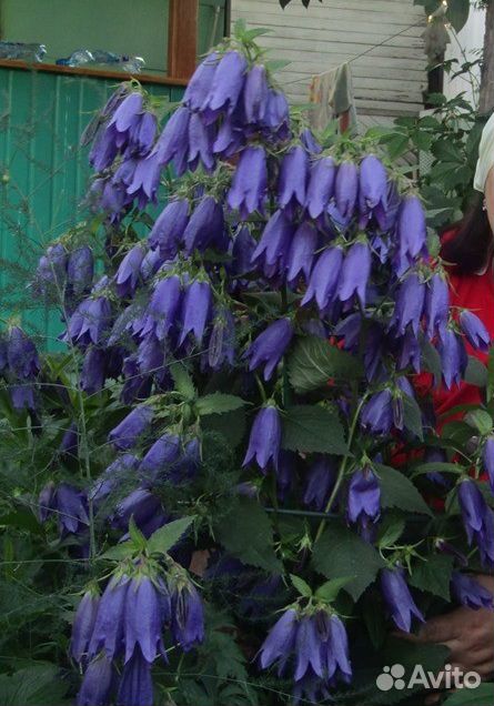Многолетние цветы купить на Зозу.ру - фотография № 7