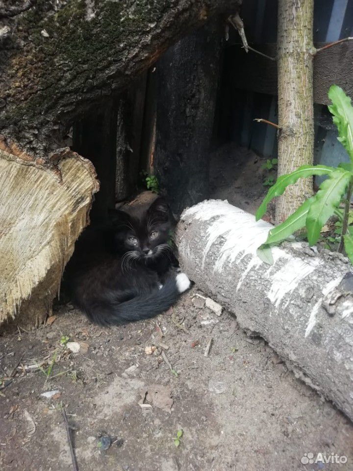 Котята ищут дом купить на Зозу.ру - фотография № 6
