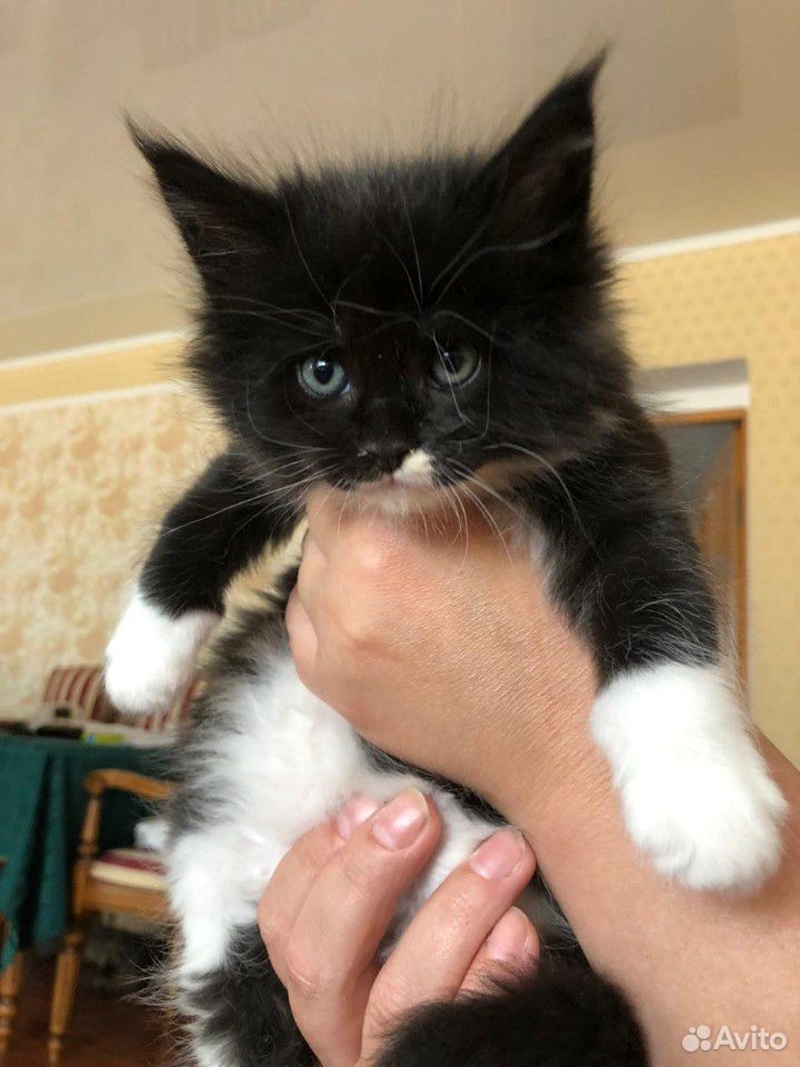Чистокровные котята Мейн кун купить на Зозу.ру - фотография № 1