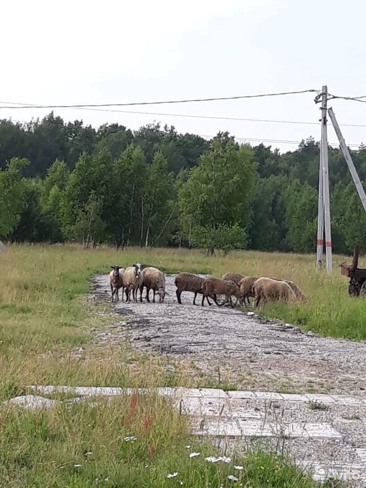 Овцы,Бараны купить на Зозу.ру - фотография № 1