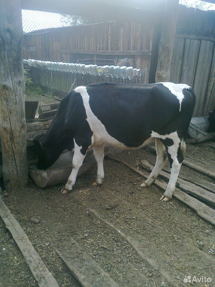 Две телки по 18 месяцев от продуктивных коров купить на Зозу.ру - фотография № 1