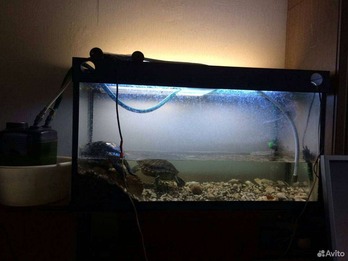 Красноухие черепахи с аквариумом 150литров купить на Зозу.ру - фотография № 1