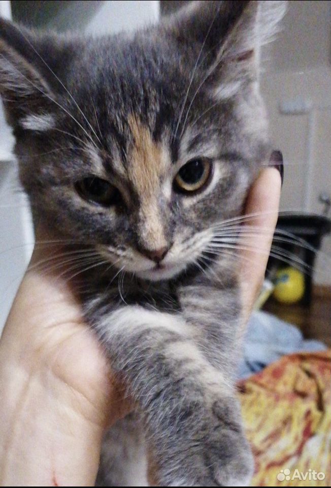 Трехцветная котёнок Эмми 2,5 месяца в добрые руки купить на Зозу.ру - фотография № 4