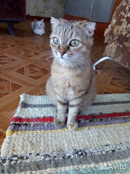 Кошка стерилизованная купить на Зозу.ру - фотография № 4