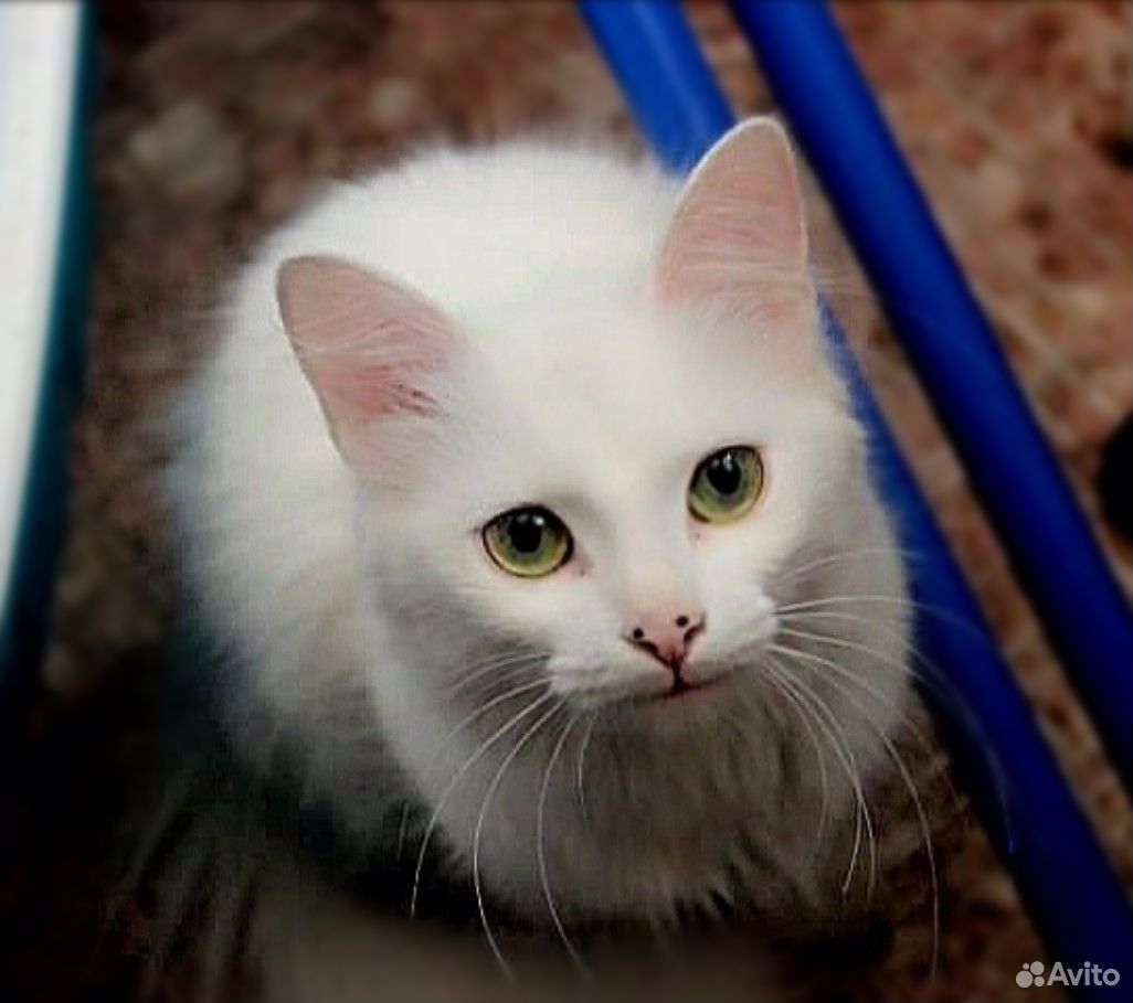 Турецкая ангора, кошка купить на Зозу.ру - фотография № 1
