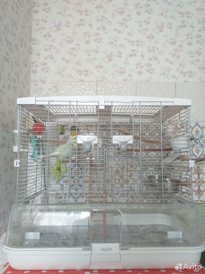 Волнистые попугаи с клеткой купить на Зозу.ру - фотография № 10