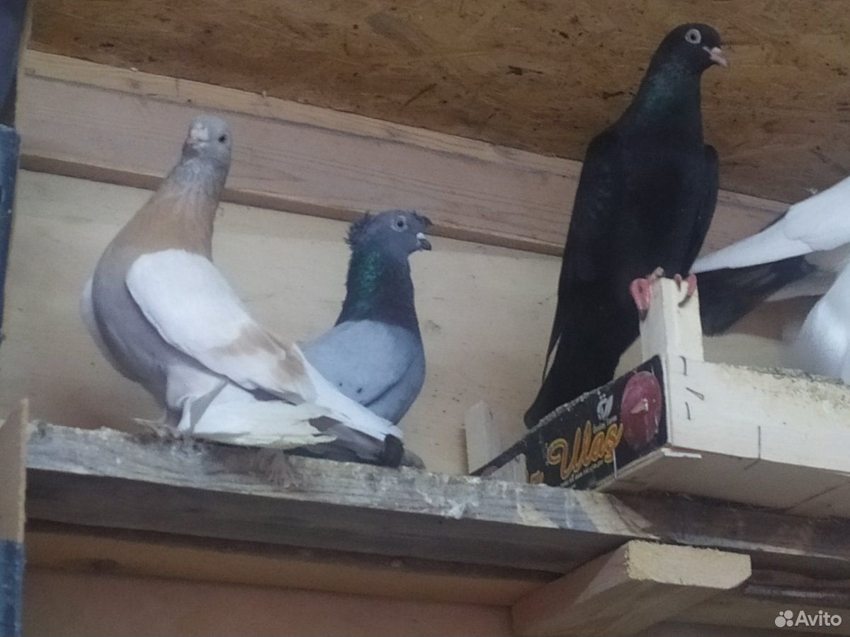 Купить голубей в Тюмени на авито. Купить кур голубей в Тюмени на авито. Куплю голубей оптом