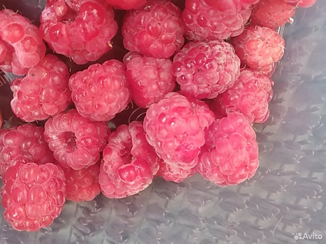 Малина ягода купить на Зозу.ру - фотография № 1