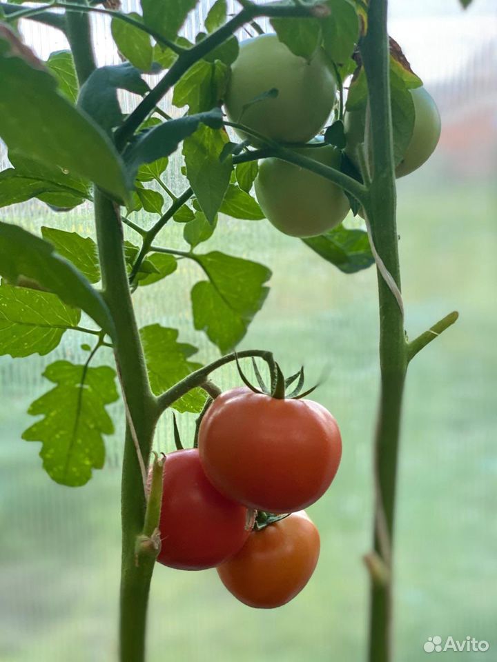 Домашние помидоры купить на Зозу.ру - фотография № 8