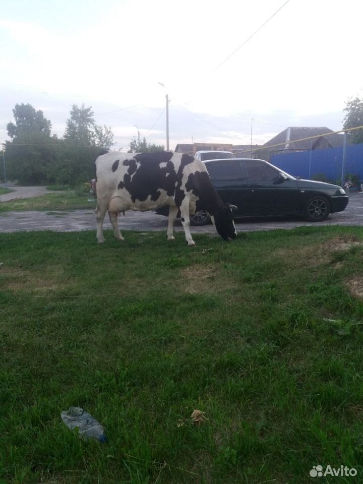 Корова, продам купить на Зозу.ру - фотография № 2